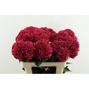 Hydr M Rubyred 60-16