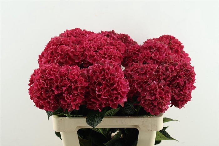<h4>Hydr M Rubyred 60-16</h4>