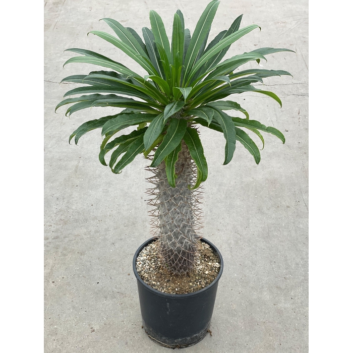 <h4>PACHYPOD LAMEREI</h4>