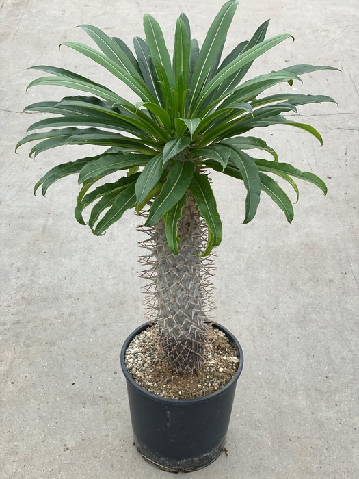 <h4>PACHYPOD LAMEREI</h4>