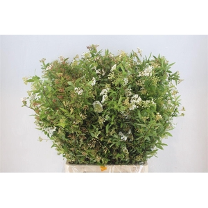 Spirea White 200gr P Bunch