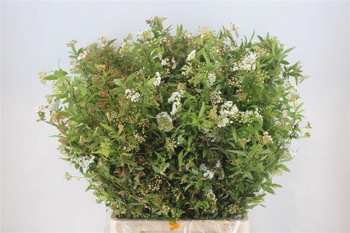 <h4>Spirea White 200gr P Bunch</h4>