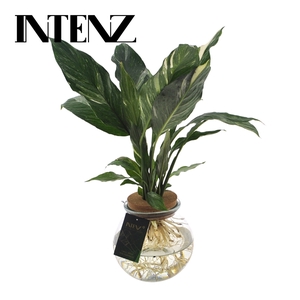 Spathiphyllum Diamond 12cm in Bolglas + Klikkurk - lvrtijd: 24 u