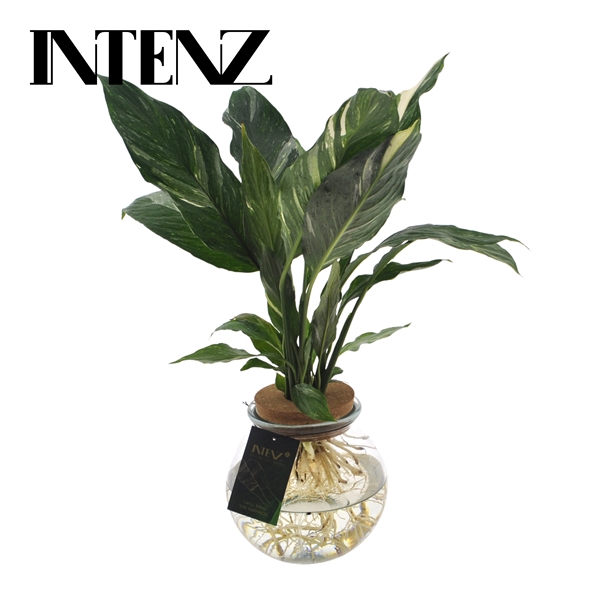 <h4>Spathiphyllum Diamond 12cm in Bolglas + Klikkurk - lvrtijd: 24 u</h4>