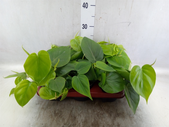 <h4>Philodendron scand.</h4>