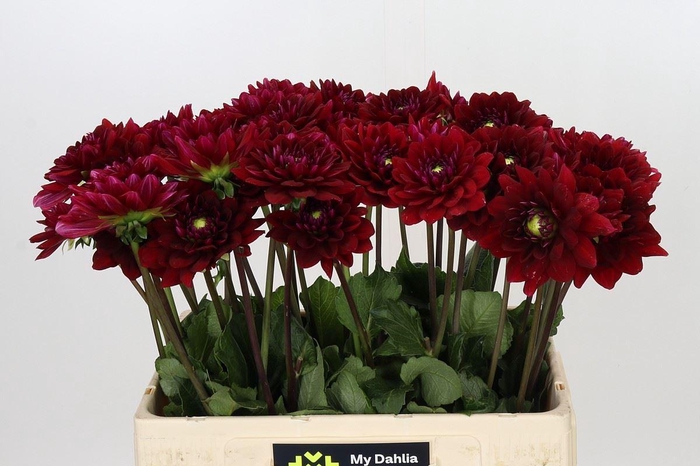 <h4>Dahlia DE 'Red Runner'</h4>