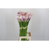 Zantedeschia Eydolls Purple White