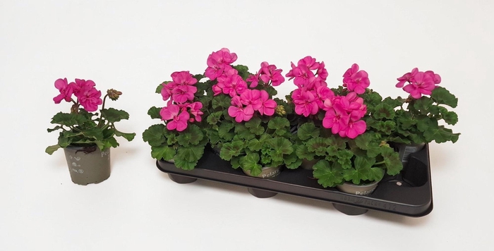 <h4>PEL ZON DV TESSA BLU</h4>