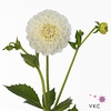 Dahlia Boom Boom White