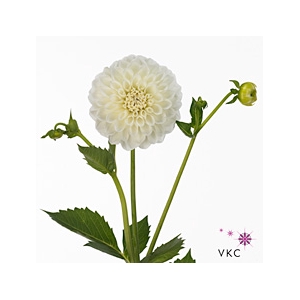 Dahlia Boom Boom White