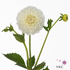 Dahlia Boom Boom White