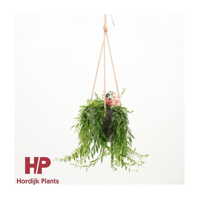 <h4>Aeschynanthus Japhrolepis incl. sierpot met touw</h4>