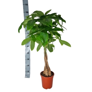 pachira Aquatica 19 cm 50 hout