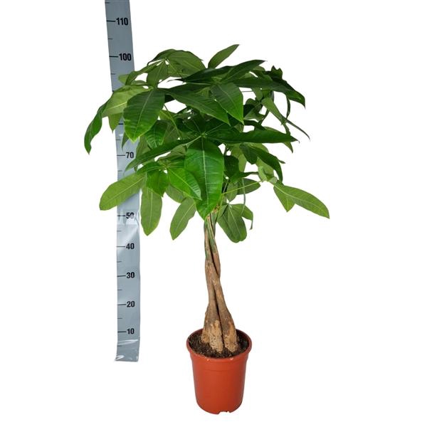 <h4>pachira Aquatica 19 cm 50 hout</h4>