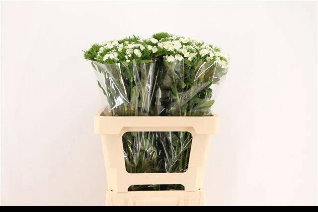 <h4>DI BARB DUKE BRE</h4>