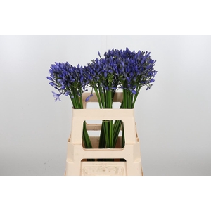 Agapanthus Intermedia