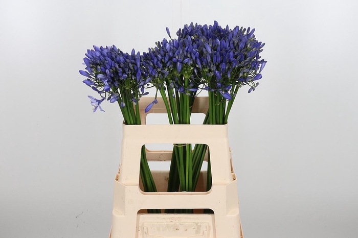 <h4>Agapanthus Intermedia</h4>