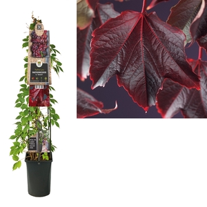 Parthenocissus tr. 'Veitchii' +3.0 label