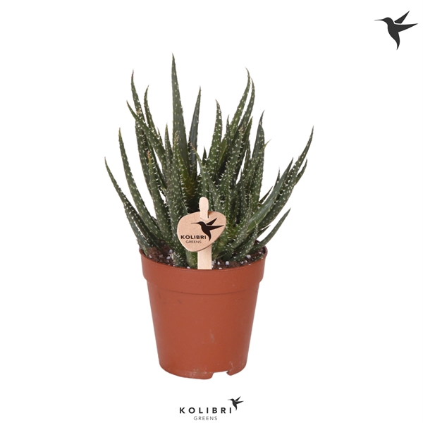 <h4>Kolibri Greens Succulenten Aloe Delaine</h4>