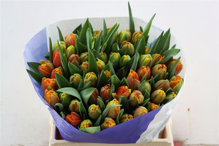 <h4>Tu Du Crossfire</h4>