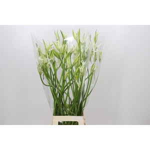 Nerine Like a Virgin Artistiek