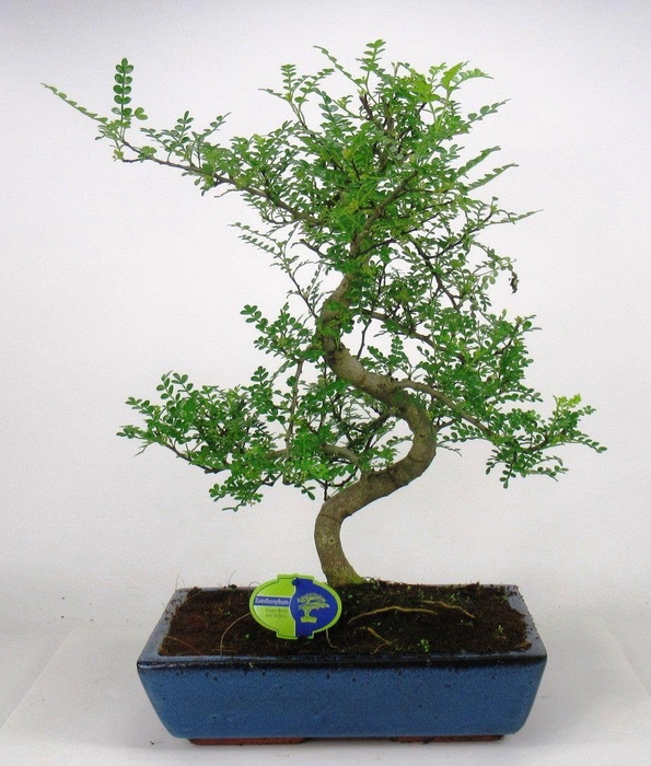 <h4>Zanthoxylum piperitum, 35cm., shape, without dip tray</h4>