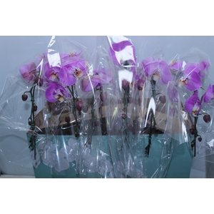 PHALAENOPSIS CASCATA ESPECIAL P15 BICOLOR MIN 8 FLS