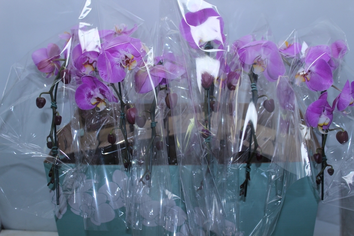 <h4>PHALAENOPSIS CASCATA ESPECIAL P15 BICOLOR MIN 8 FLS</h4>