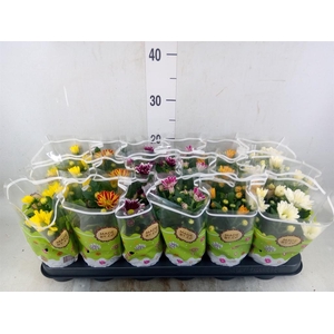 Chrysanthemum   ..mix 6