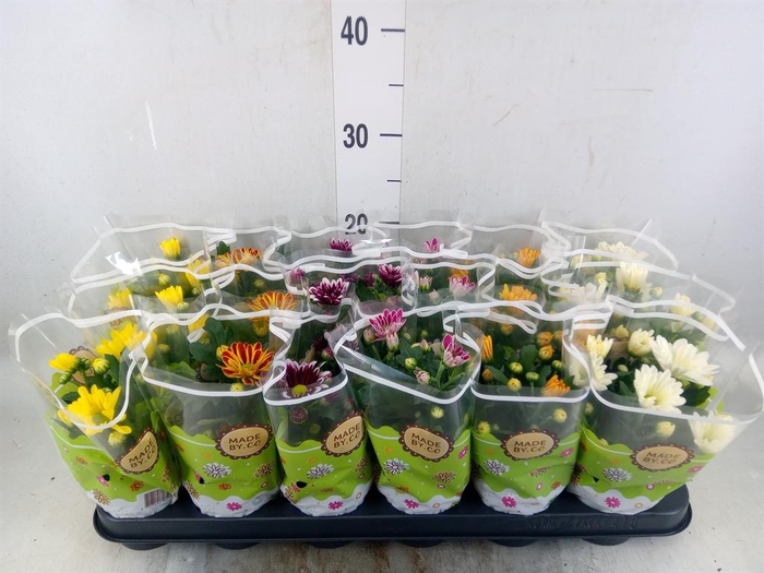 <h4>Chrysanthemum   ..mix 6</h4>