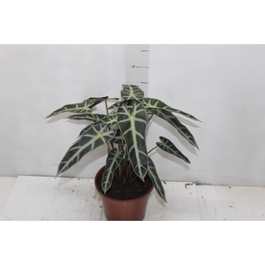 ALOCASIA PICOLLINI P17