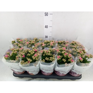 Kalanchoe blos. 'RosDon Nando'