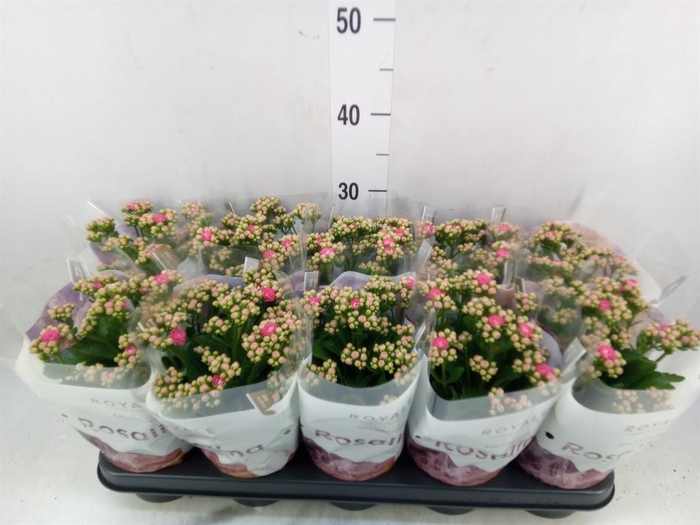 <h4>Kalanchoe blos. 'RosDon Nando'</h4>