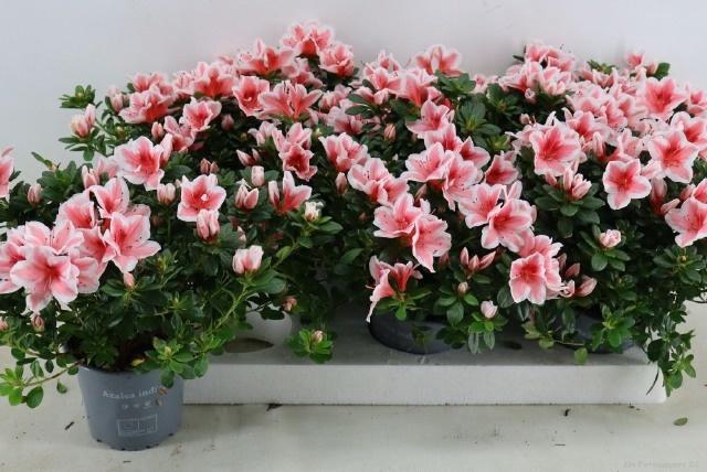 <h4>RHODO SI MEVR GERARD</h4>