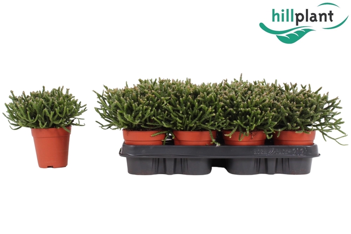 <h4>Rhipsalis Burchellii 9 cm</h4>