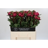 Paeonia Red Sarah Bernhardt