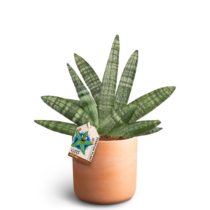 SANSEVIERIA BONCELLENSIS p12