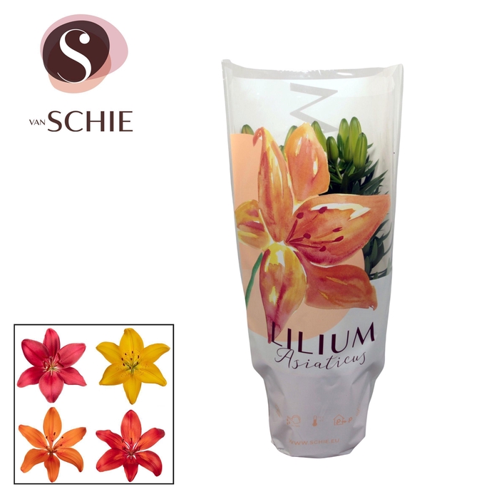 Lilium Az. Mix 13cm 2pp