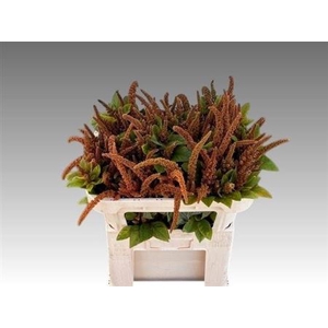Amaranthus Hot Biscuit