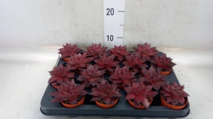 <h4>Echeveria  'Taurus'</h4>
