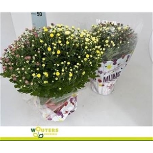 Chrys Garden Mums Gm