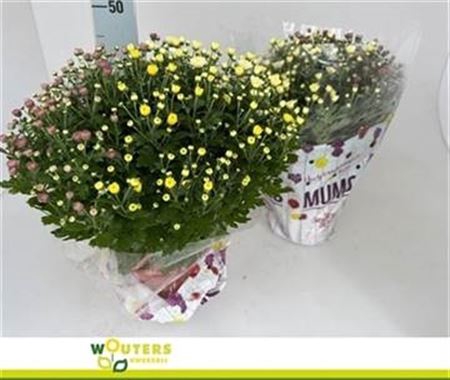 <h4>Chrys Garden Mums Gm</h4>