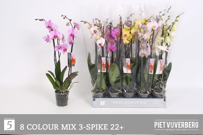 <h4>PHAL GEM 8 KL</h4>