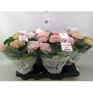 Hydrangea mac. 'Magical Revolution'