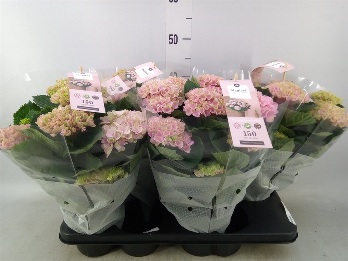 <h4>Hydrangea mac. 'Magical Revolution'</h4>