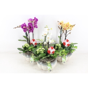 arr2 JS - Ker. pot Phal mix x4