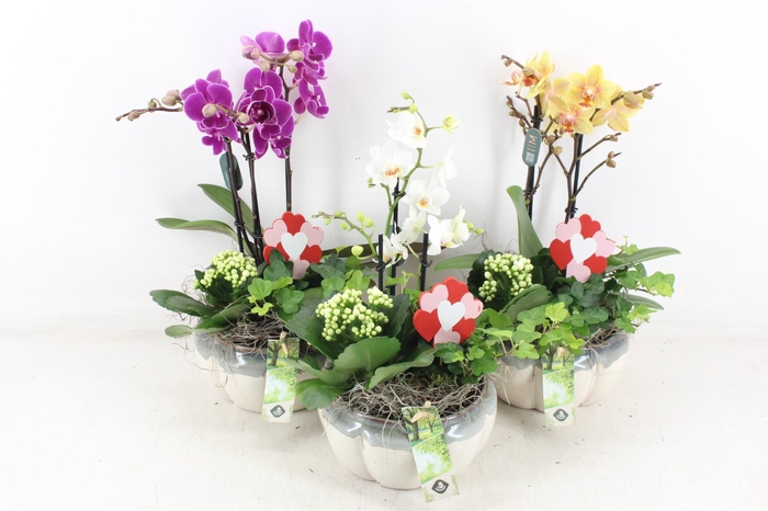 <h4>arr2 JS - Ker. pot Phal mix x4</h4>