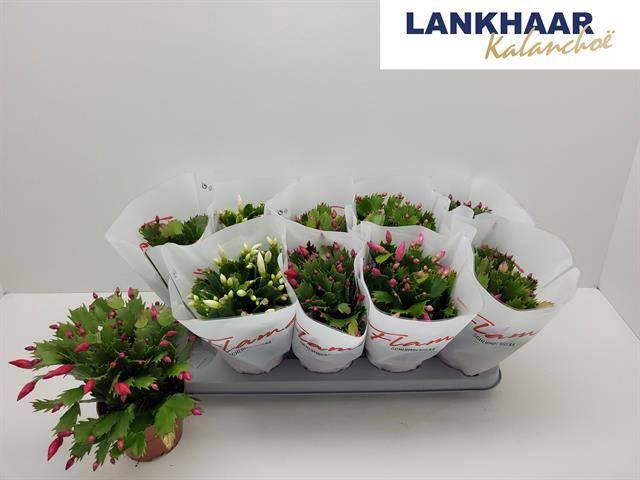 <h4>SCHLUMB FLAME GEM</h4>