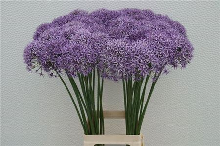 <h4>Allium Violet Beauty</h4>