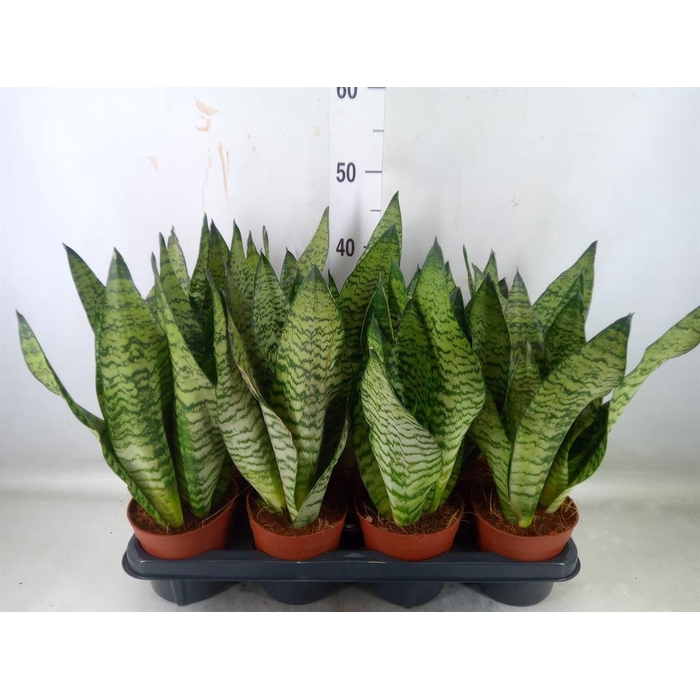 <h4>Sansevieria zeylanica</h4>